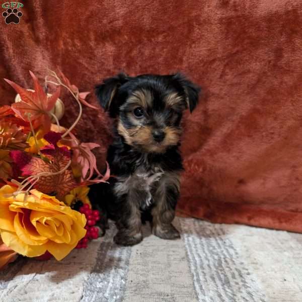 James, Yorkie Puppy